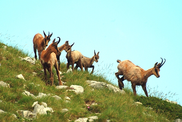 Camoscio d''Abruzzo Rupicapra pyrenaica ornata